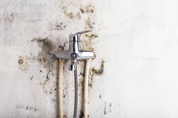 Best Black Mold Removal  in Chinle, AZ