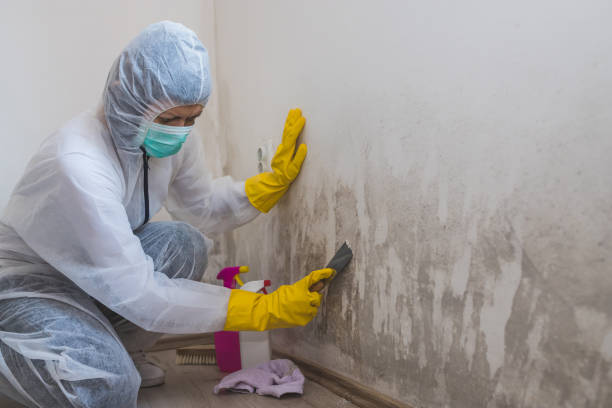 Mold Testing and Removal in Chinle, AZ