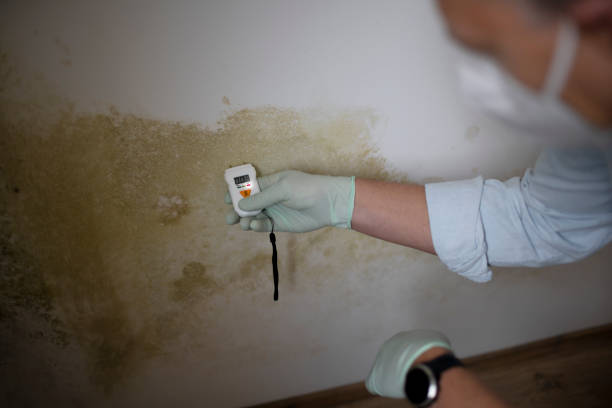 Professional Mold Removal in Chinle, AZ