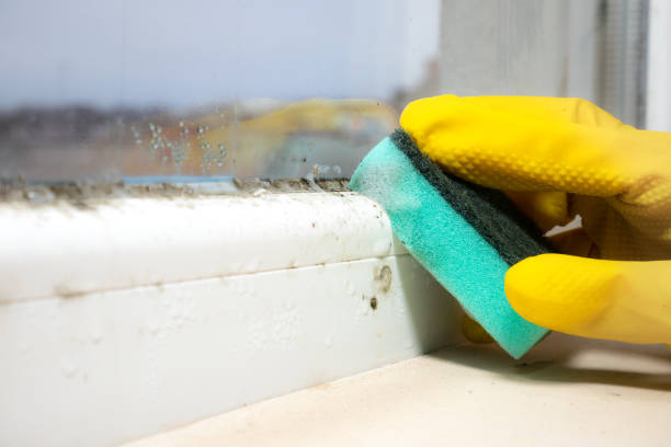 Best Toxic Mold Removal  in Chinle, AZ