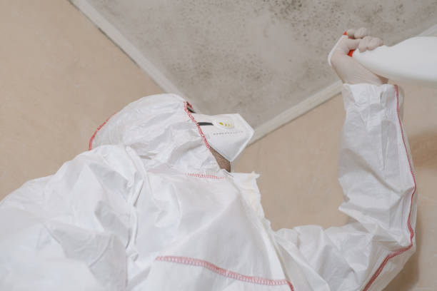 Best Attic Mold Removal  in Chinle, AZ