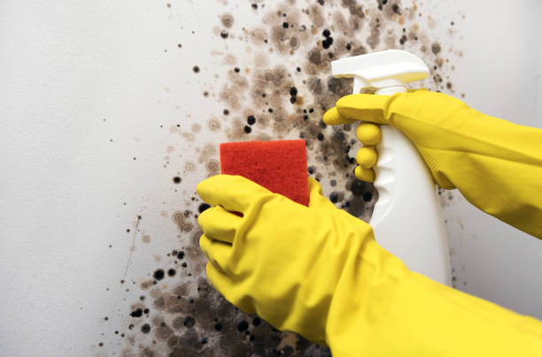 Best Commercial Mold Removal  in Chinle, AZ