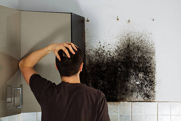 Best Mold Cleaning Services  in Chinle, AZ