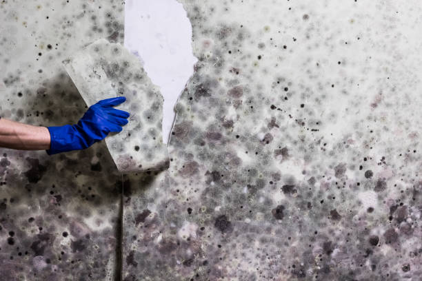 Mold Removal Process in Chinle, AZ