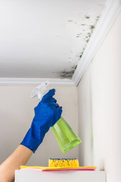Best Home Mold Removal  in Chinle, AZ